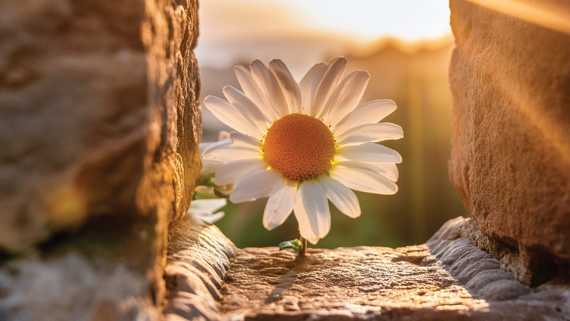 Bloom Through Adversity: Embracing Growth in the Storm